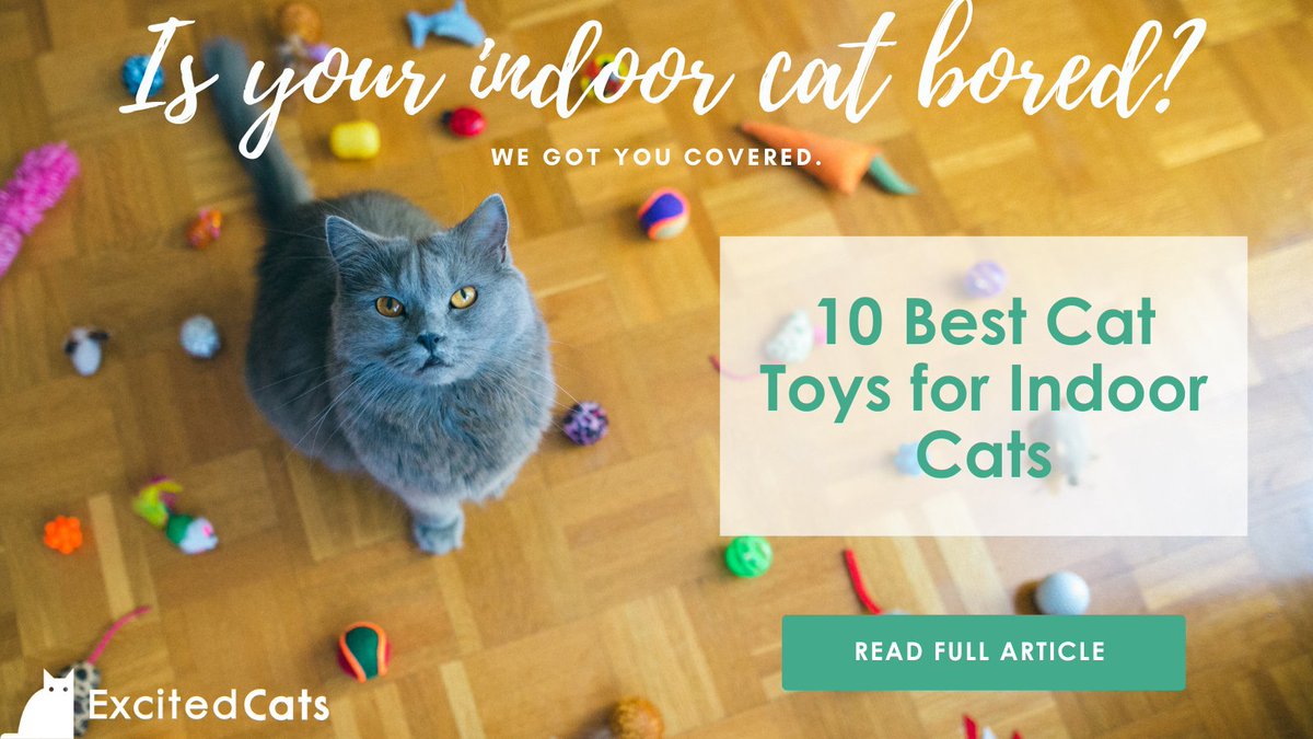 These 10 toys will keep your cat busy when home alone. 🐈

Full article: excitedcats.com/best-cat-toys-…

#CatsOfTwitter #Caturday #cats #indoorcat