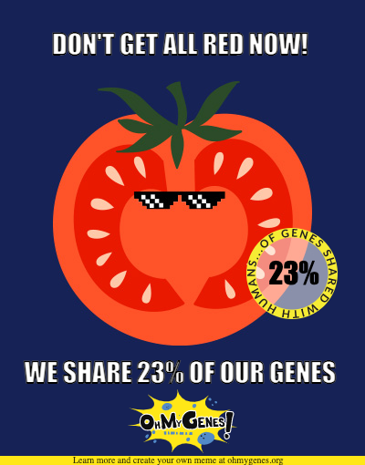 SinaMajidian's tweet photo. Last hour of #BCMSVHack hackathon @BCM_HGSC. In Group 3, we are working on reference-free methods for profiling tomato introgressions using Kmers! @OhMyGenes https://t.co/xd91gGLbum