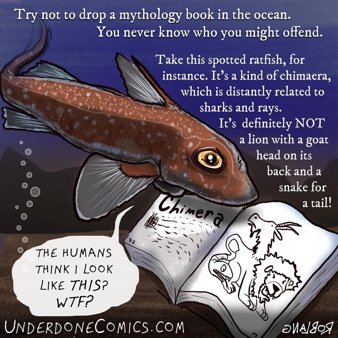 UnderdoneComics's tweet photo. I saw one of these mythological slow swimmers under a pier the other day
#spottedratfish
#ratfish #🐀🐟
#chimera #chimaera #👻🦈
@amayor https://t.co/Lmv8NsnSAo