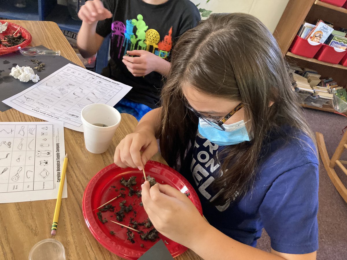 MrTrott4's tweet photo. Here are some more action shots of our scientists dissecting Owl Pellets! We found bones from mice, shrews, birds and moles! #Science #detective #owlpellets @KensingtonESNC @ParticipateLrng https://t.co/VUsKWJAOhV