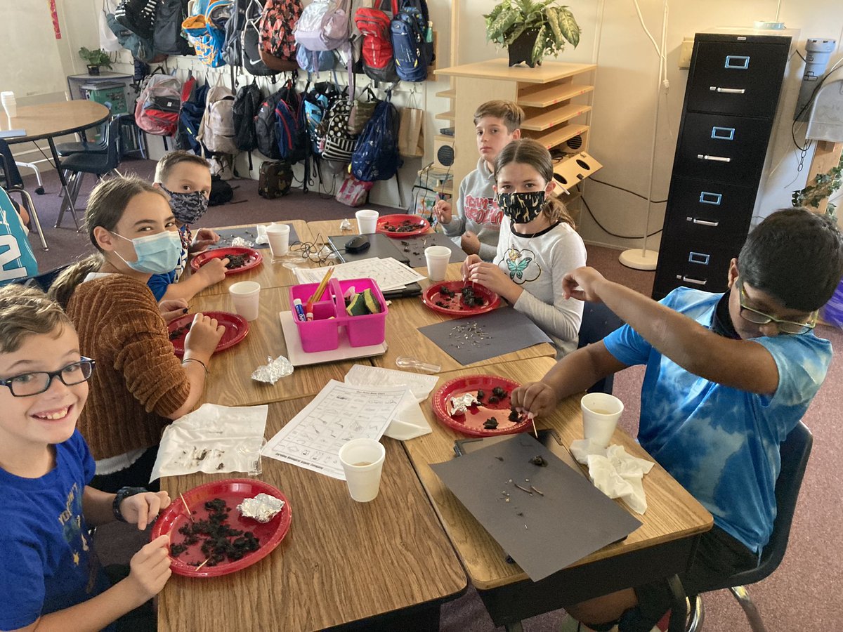MrTrott4's tweet photo. Here are some more action shots of our scientists dissecting Owl Pellets! We found bones from mice, shrews, birds and moles! #Science #detective #owlpellets @KensingtonESNC @ParticipateLrng https://t.co/VUsKWJAOhV