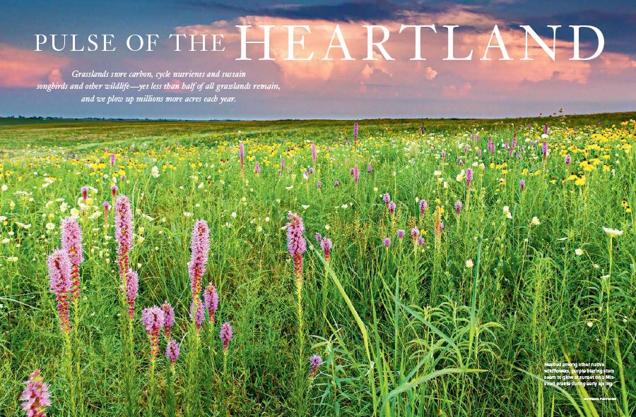 Check out this awesome cover story from the <a href="/NWF/">National Wildlife Federation</a>. It's about grasslands and all they do. From storing carbon underground to providing habitat for a incredible diversity of wildlife to powering rural communities, healthy grasslands are incredible! 👍👍 buff.ly/3mKZ8Qn