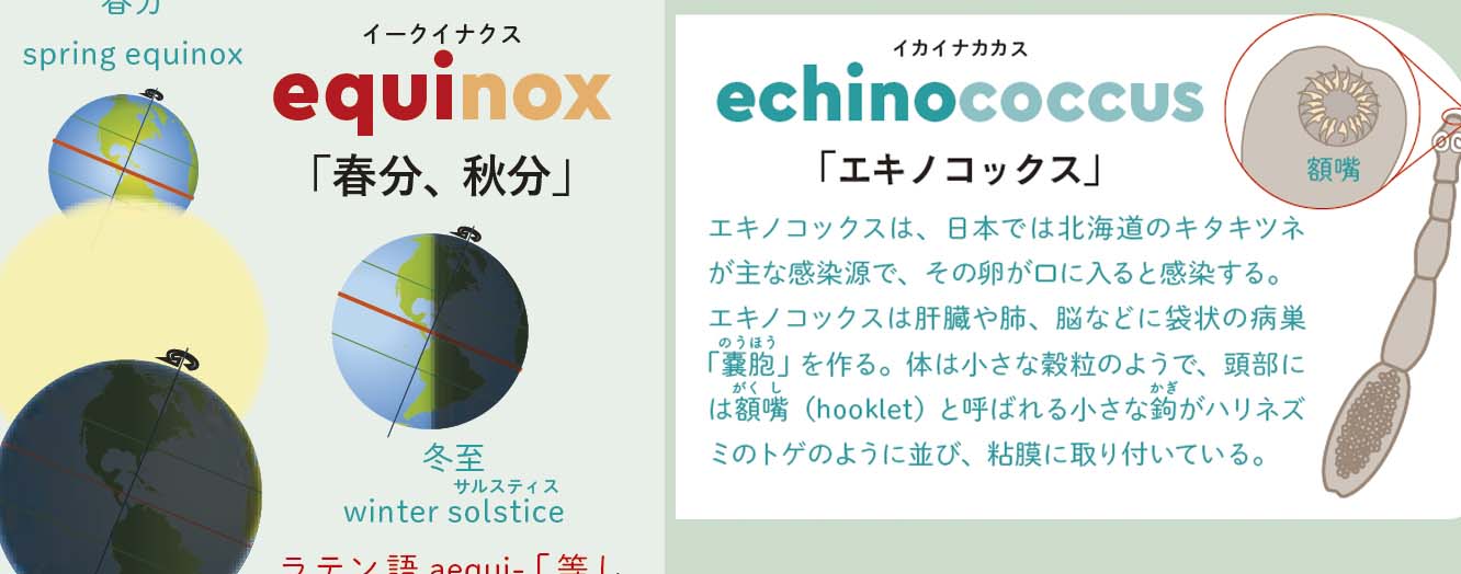 原島広至 公式 なぜ寄生虫 エキノコックス の話を 英語解剖図鑑 で取り上げたかというと 春分を意味するエキノクス Equinox 英語の発音イークィノクス では キ の部分が Qui ラテン語 Echinococcus 英語の発音イカイナカカス は キ が