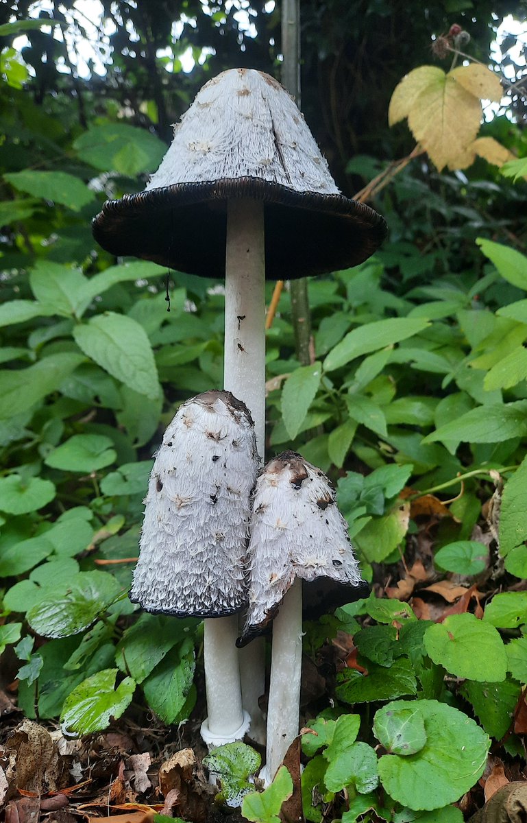 The usually depressing litter-pick around our village was  considerably cheered by a trio of ink caps today. #smallpleasures