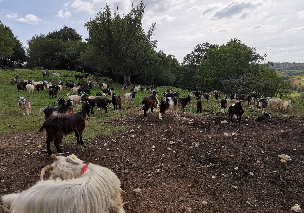 Découverte de la race "Chèvre des Pyrénées" avec Clément à La Ferme Bacotte, à Saint-Sever! 🐐
<a href="/capgenes/">Capgènes</a>