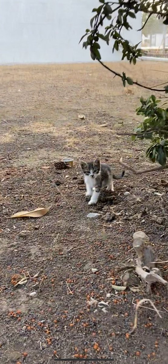 Fabrikanin bahcesinde yasamaya calisiyor kardesi ile, anneleri yok. keske rt'lesek ve evi olsa bebegin ♥️ izmir ici her here elden teslim edecegim