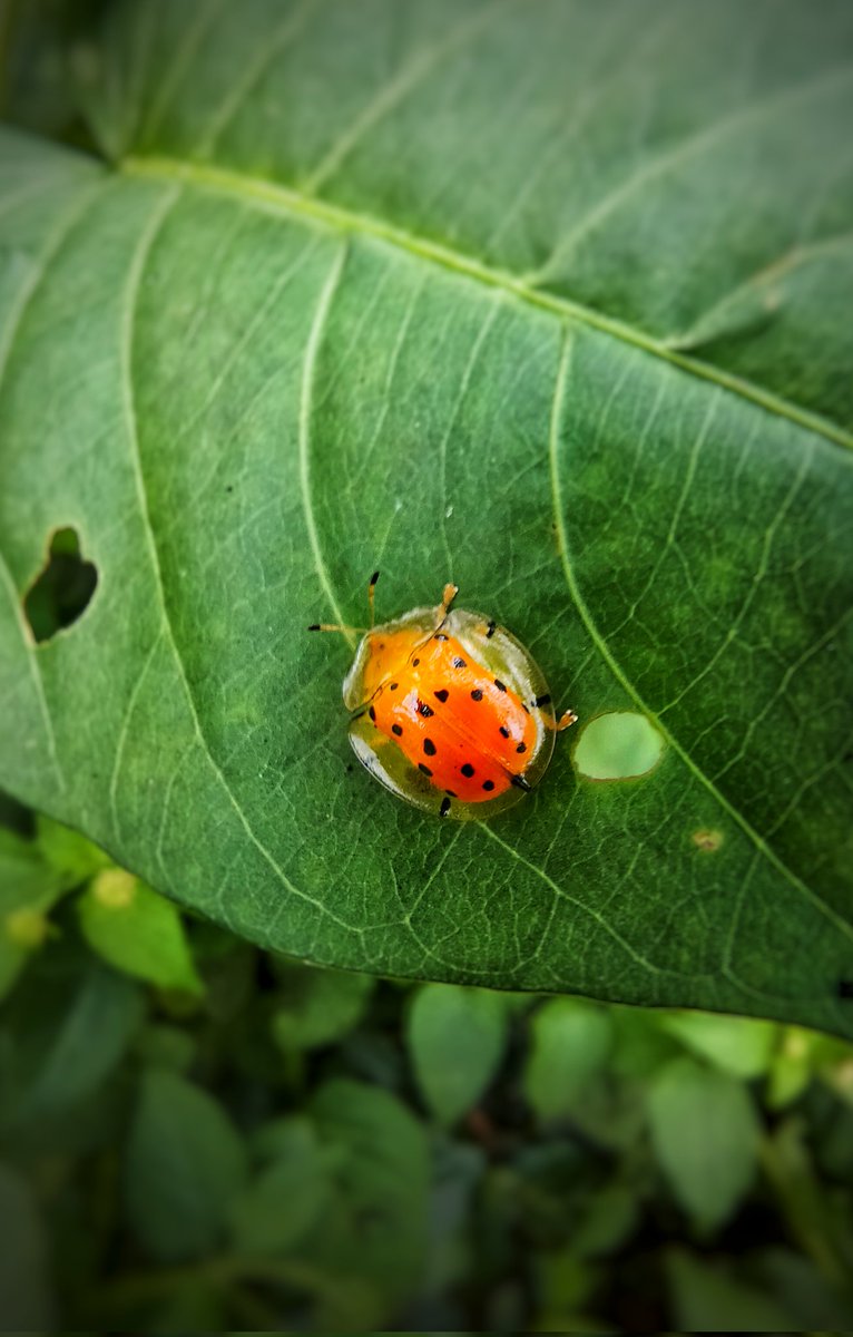 thereswill2live's tweet photo. Aspidimorpha miliaris 🐞🧡🍃💚
#macrophotography #beetles #NaturePhotography #macro #photograghy #macro_creature_feature #insectlovers #entomologyart #bugs #insects #entomology #insectart #wildlifephotography #NatGeo #indianwildlife #bugstwitter https://t.co/iZVrepSERj