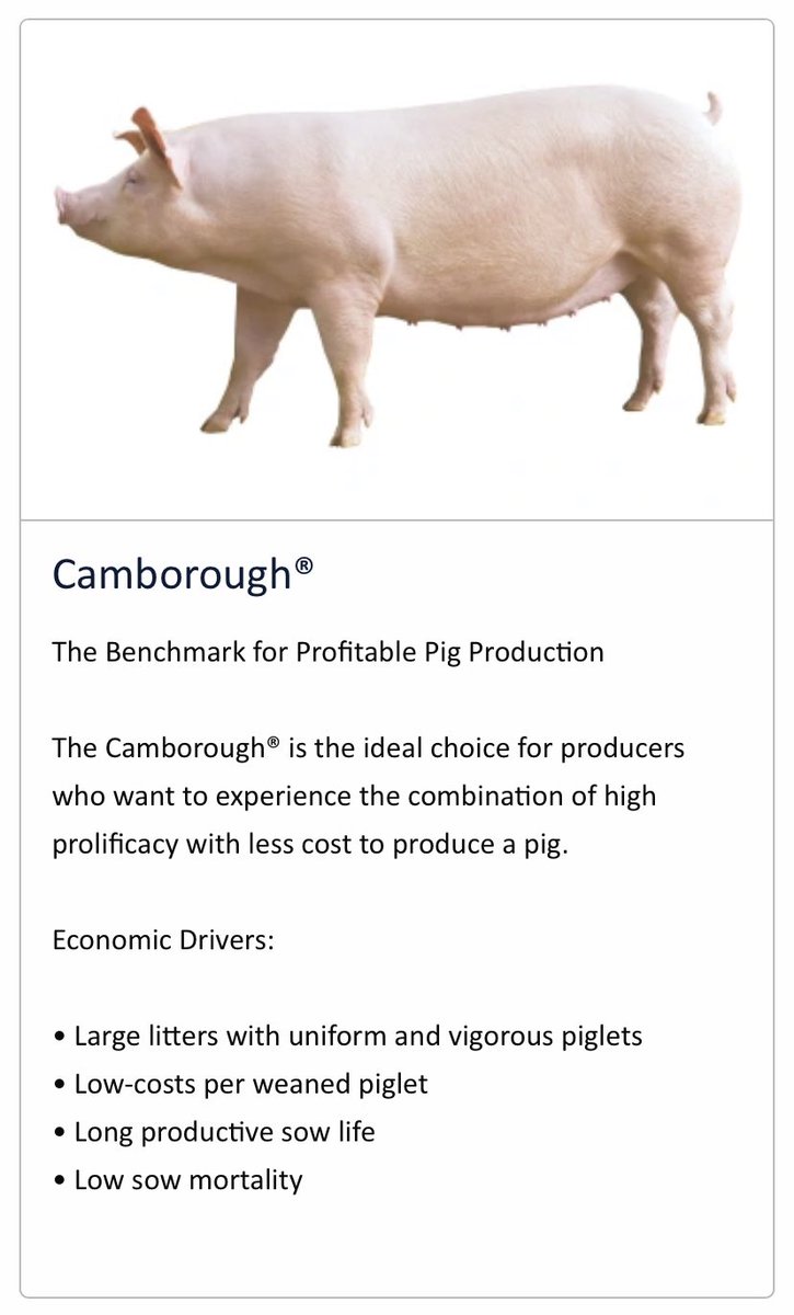 Some activity at one of <a href="/LuyksB/">Brad Luyks</a> finishing sites where he raises high health and high quality <a href="/PigImprovement/">Pig Improvement Company (PIC)</a> Camborough Gilts:
youtu.be/ZsUnJHH-jYg via <a href="/YouTube/">YouTube</a>