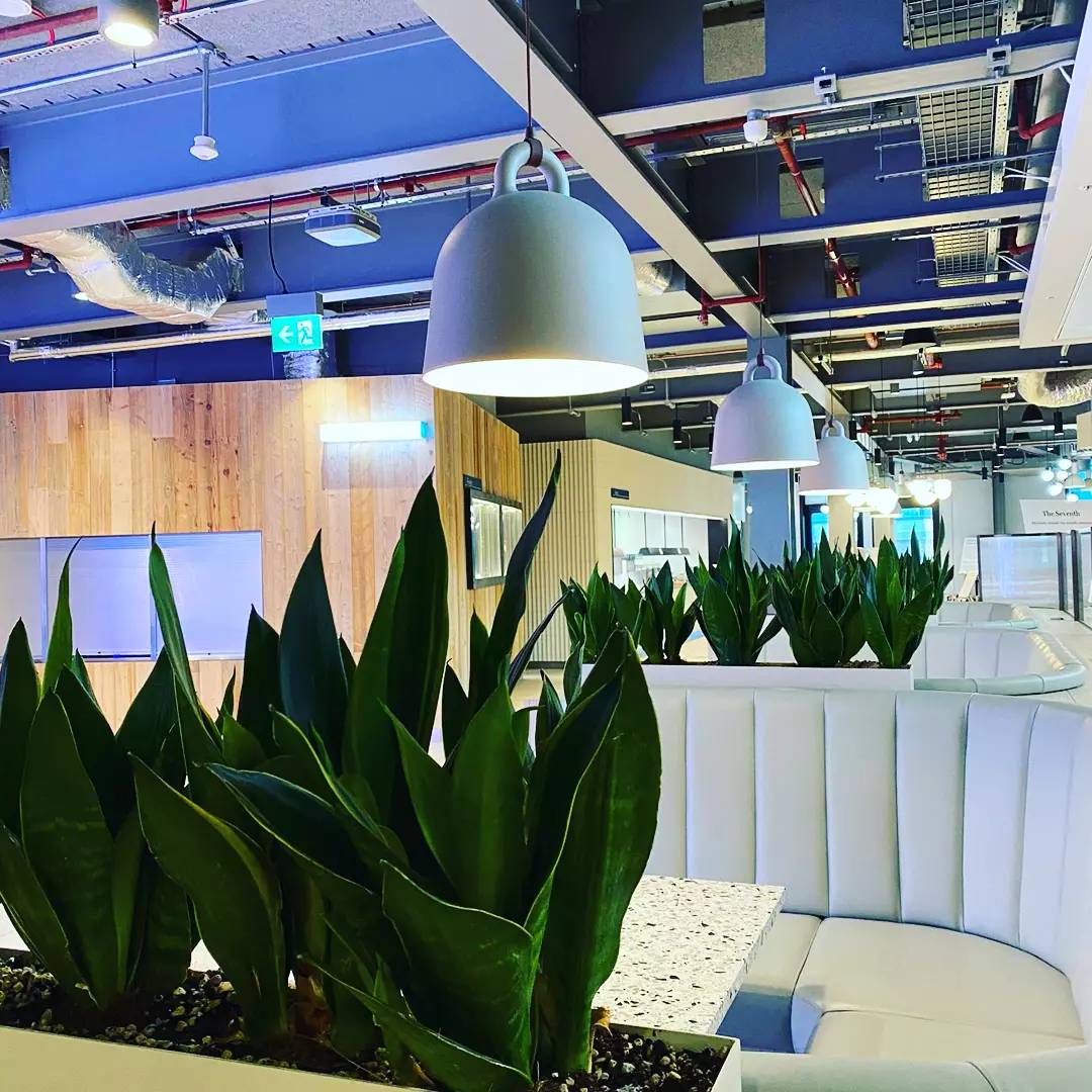 leasealeaf's tweet photo. We are really pleased our indoor plants install has brought life to our clients premises. 😊

#officeplants #Indoorplants #plantsofinstagram #ukpremises #ukoffices #UKbusiness #ukhospitality https://t.co/vXPDScohun