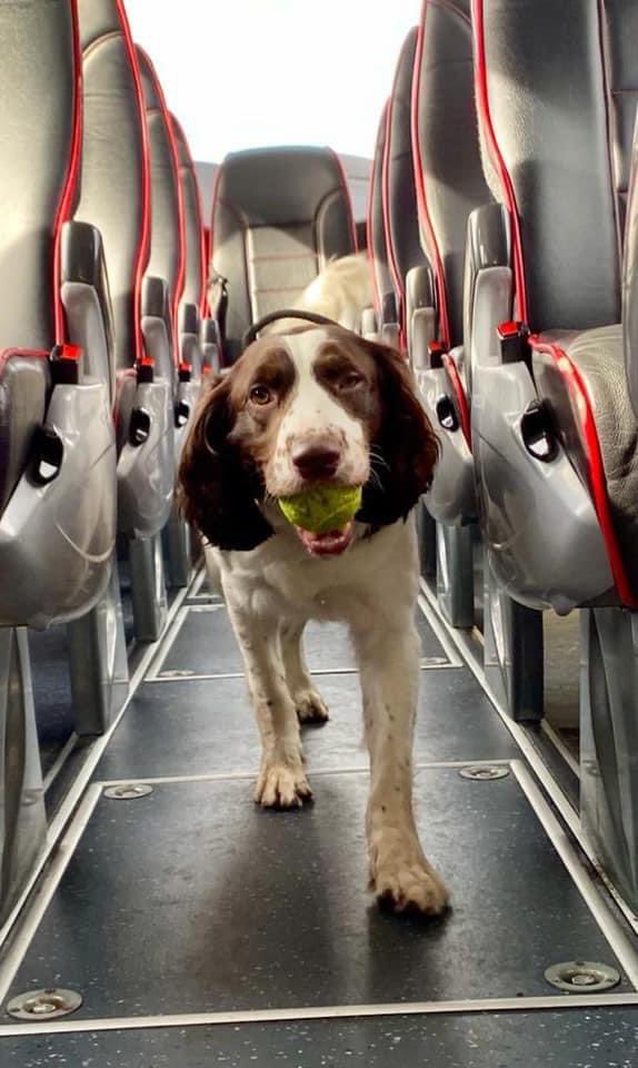 DogsHmpps's tweet photo. NDTSG dogs Boris & Bomber together with Nell from @HMP_Woodhill training to achieve #NCTAS Arms & Explosives licence - Thank you to @IrizarUK for the use of your vehicles for training. #OperationalDogs #WorkingDogs #K9 #PrisonDogs #HMPPS https://t.co/0jNEpaRUCW