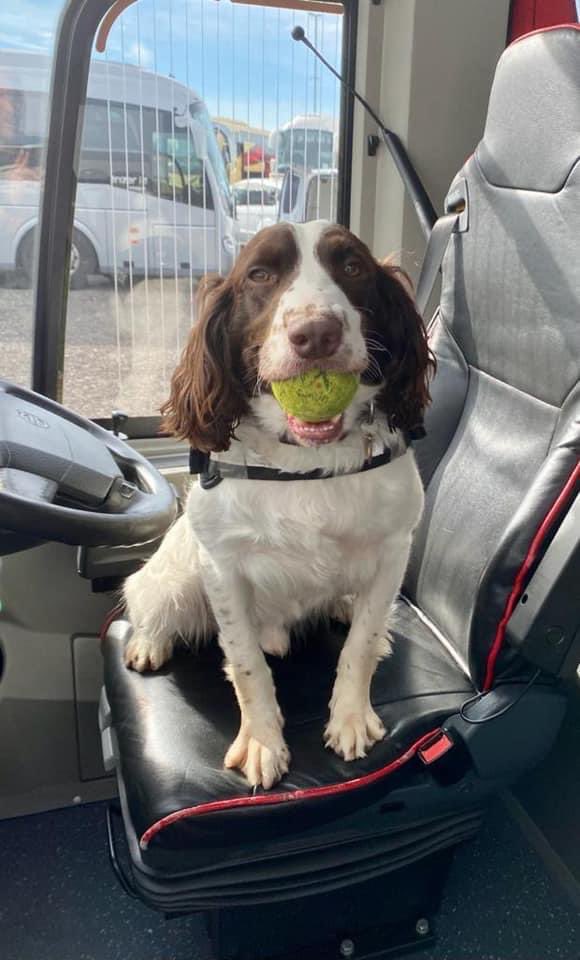 DogsHmpps's tweet photo. NDTSG dogs Boris & Bomber together with Nell from @HMP_Woodhill training to achieve #NCTAS Arms & Explosives licence - Thank you to @IrizarUK for the use of your vehicles for training. #OperationalDogs #WorkingDogs #K9 #PrisonDogs #HMPPS https://t.co/0jNEpaRUCW
