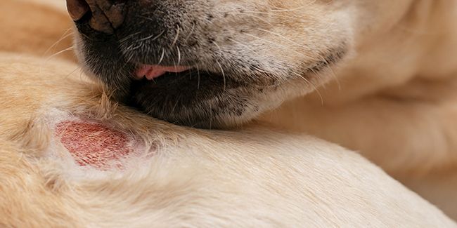 Vetitude's tweet photo. La #teigne chez le #chien : symptômes, traitement et prévention https://t.co/nFtq4SzJkv https://t.co/eZobHPfCq1