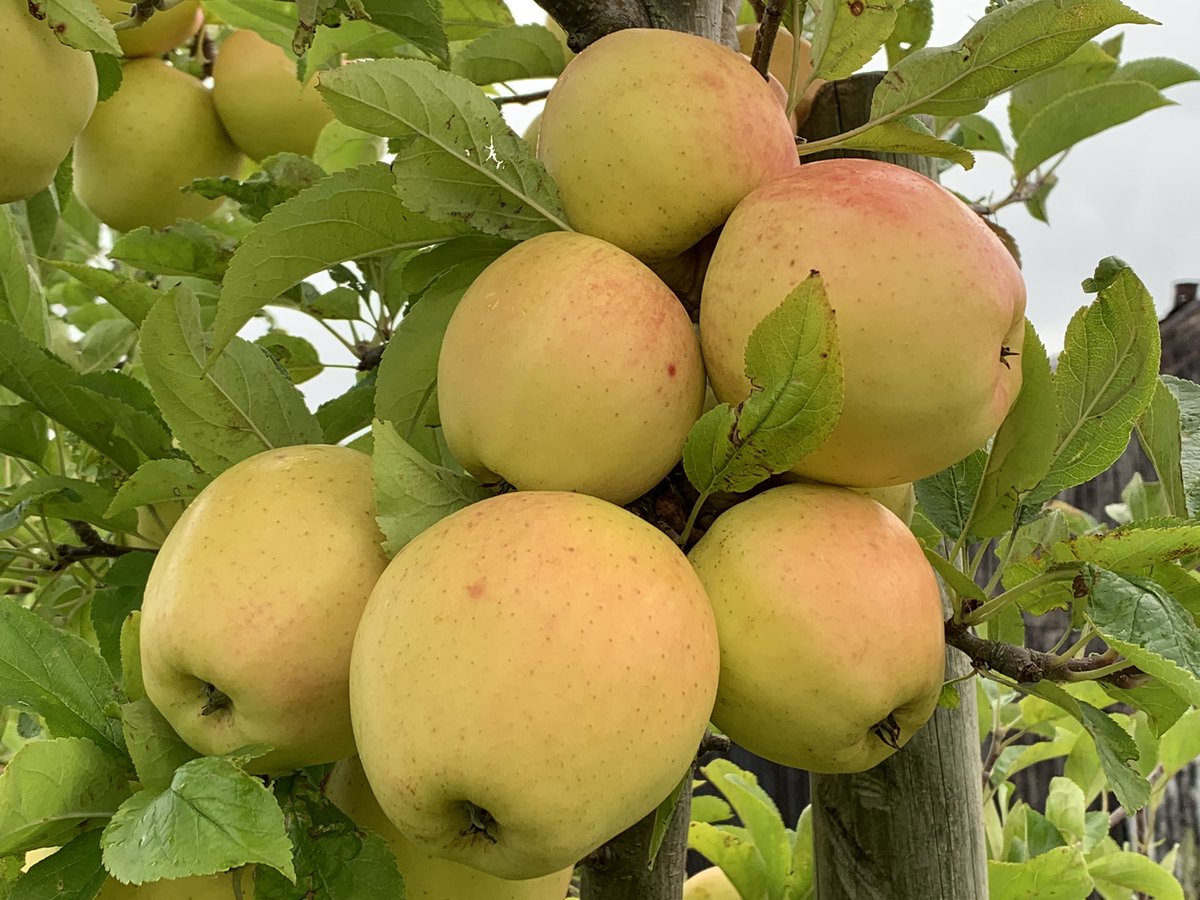 Bushelbox's tweet image. Today’s apple is Golden Delicious. Love to hate it because it’s soft woolly and tasteless? Yes if picked too early or stored too long. But try one we picked yesterday. You might change your mind. Not all apples are the same!