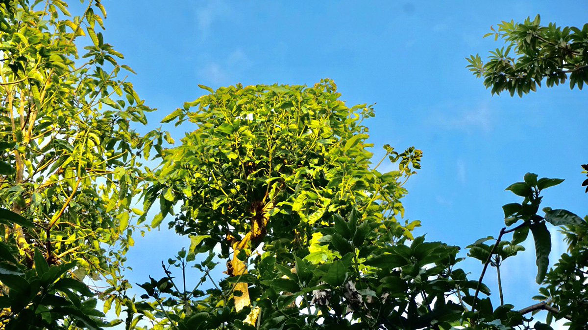 JayanakaD's tweet photo. It is always greener at the top. 🌳 🌳 

#TreeForLife #hopeforhumanity https://t.co/BJZKbGS3AI