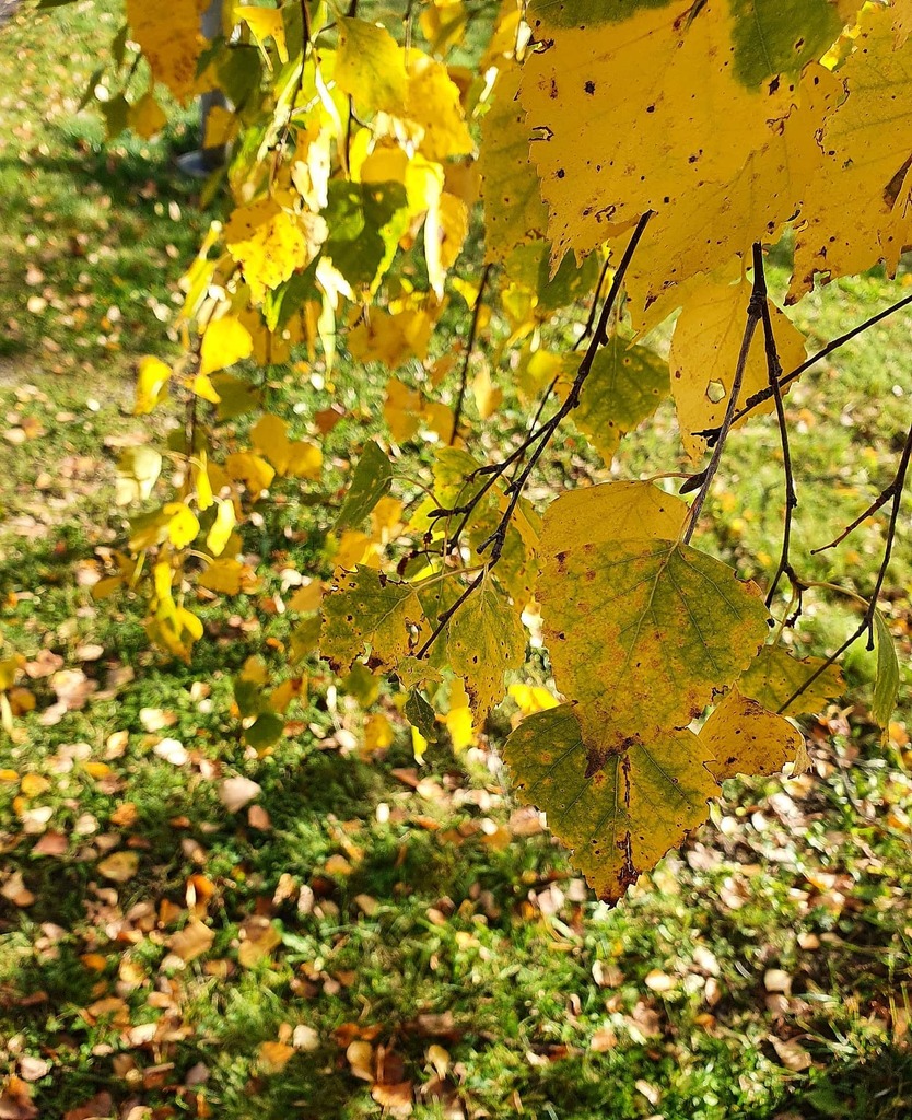 Ladyofthemess's tweet photo. Valoa ja varjoa Hollolassa. Juuri nyt valoa 💛🧡🍂 #syksy #autumncolors #autumnflowers #autumnleaves #valoajavarjoa #lightandshadow #fallinlovewithfall #nelkytplusblogit #åblogit #ladyofthemess https://t.co/MnNTTLHSZh https://t.co/AKbmPS3uMS