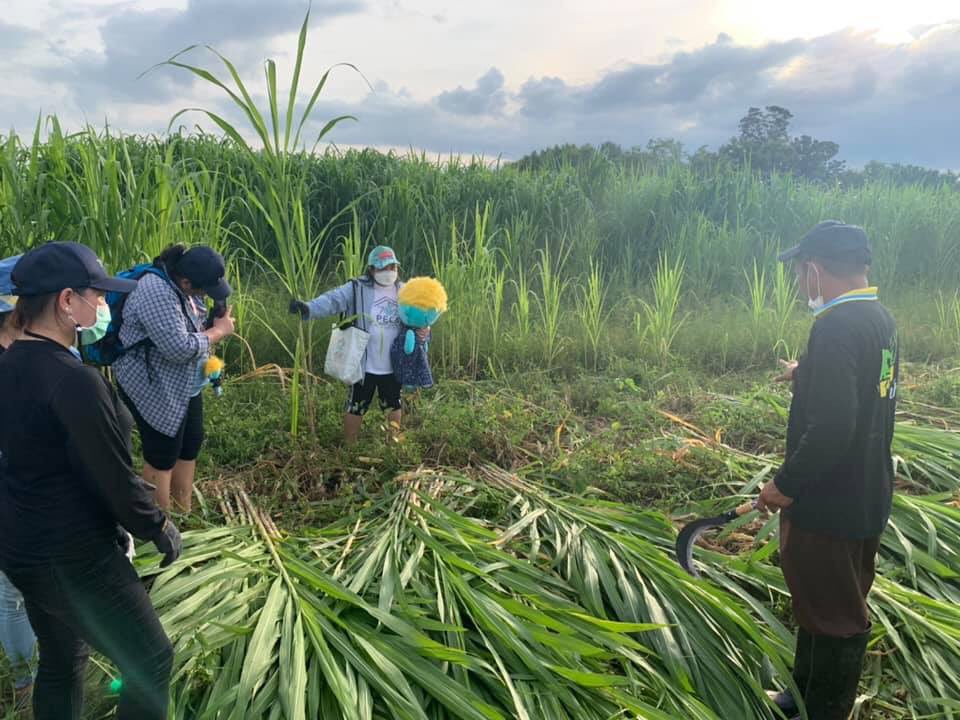 TEAA_thElephant's tweet photo. 🙏🏼วันนี้ขอขอบคุณนุชที่มาร่วมเกี่ยวหญ้าช่วยช้างเชียงใหม่กับสมาคมสหพันธ์ช้างไทย🥰🐘🐘
นอกจากมาช่วยตัดแล้ว ยังบริจาคเงินเป็นงบค่าน้ำมันที่ใช้ในการแจกจ่ายอาหารช้างด้วยค่ะ แล้วมาเรียนรู้เรื่องหญ้าช้างไปกับเราอีกนะคะ🌾
#ช่วยช้างถึงช้าง
#TEAA
#เป๊กผลิตโชค
#PeckPaLitChoke
#PFCจิตอาสา https://t.co/1ZSt0X38P3