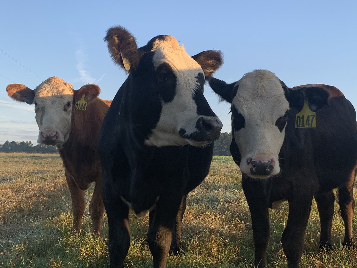 DrJJTuga's tweet photo. “Have you herd? We get graze the stockpile today!” Stay tuned for updates from the #AlfalfaBermudagrass #BetterGrazing Program! #UGABeef #GAForages @UGA_CollegeofAg @UGATifton https://t.co/F1varkSaQk