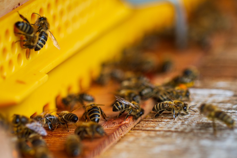 Eingang eines Bienenstocks mit vielen Honigbienen