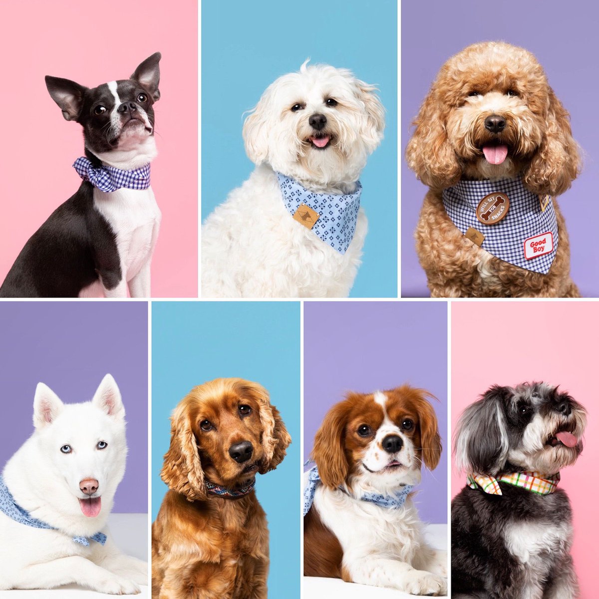 🛍!SAMPLE SALE!🛍 Our Amazing Tenant DoggySquad have a sample sale all week long - Pop down to treat your Furry Friends 🐶 🐾 🎾