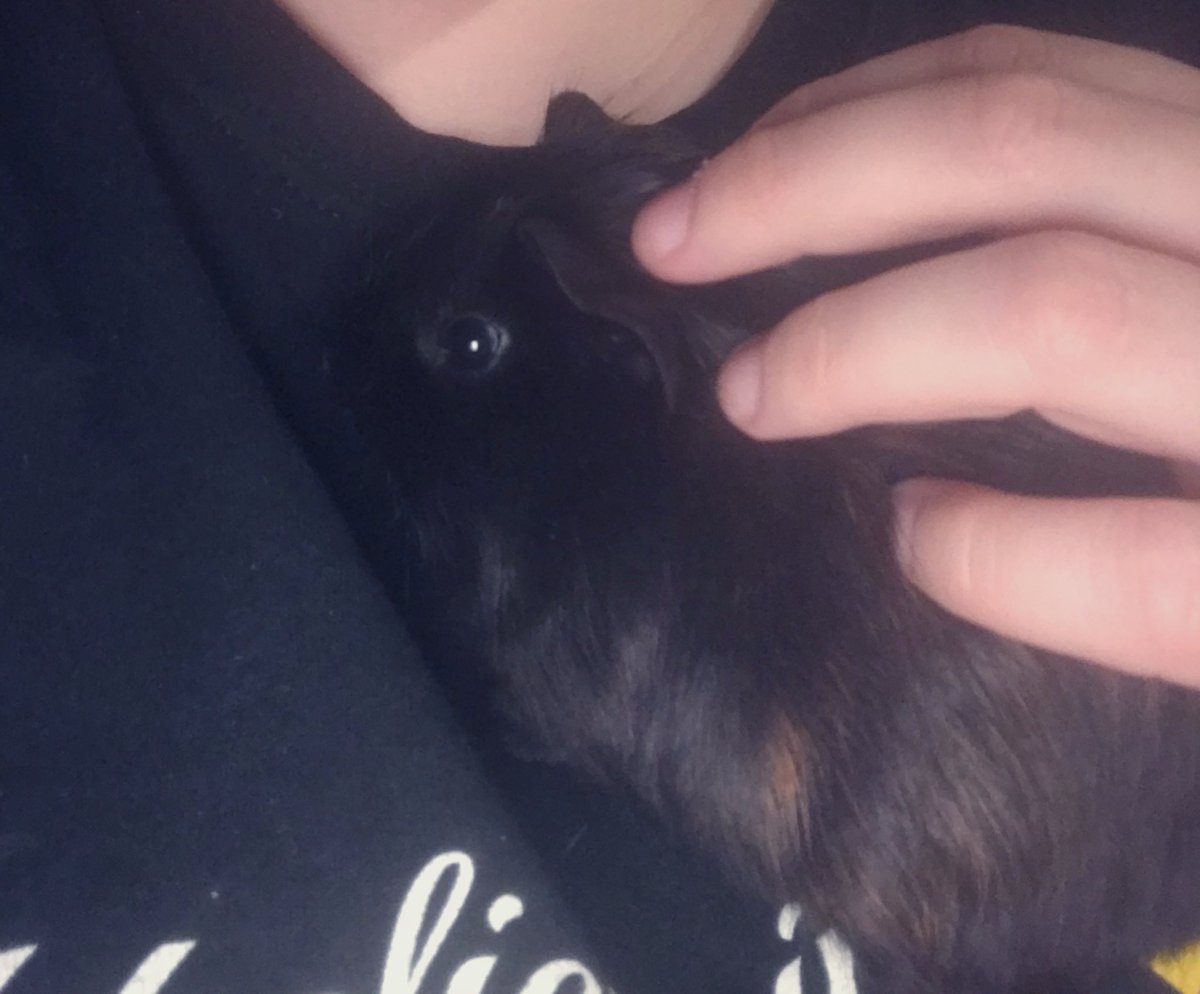 scrappie93's tweet photo. Meet Hagrid Squash Maynor! 😅 #daughternamedit #guineapig  #pets https://t.co/wpuwctKWho