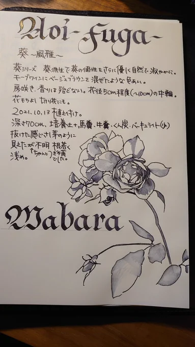 今日植えた #WABARA 風雅も描いた。絵はサイトの写真を。園芸覚書 #私的手帳覚書 