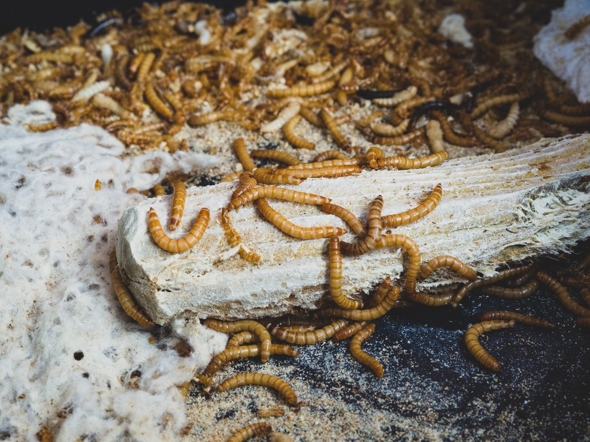FEUGA_oficial's tweet photo. FEUGA participa en #BIOPROINSECT, un proyecto de #innovación que busca, a través del bioprocesamiento del gusano de la harina, obtener productos de alto valor añadido: proteínas altamente digeribles, ácidos grasos y quitina📍Galinsect-@UVigo (BiotecnIA)
📎 https://t.co/yCV5hn5gUd https://t.co/4MmqmUN6T8