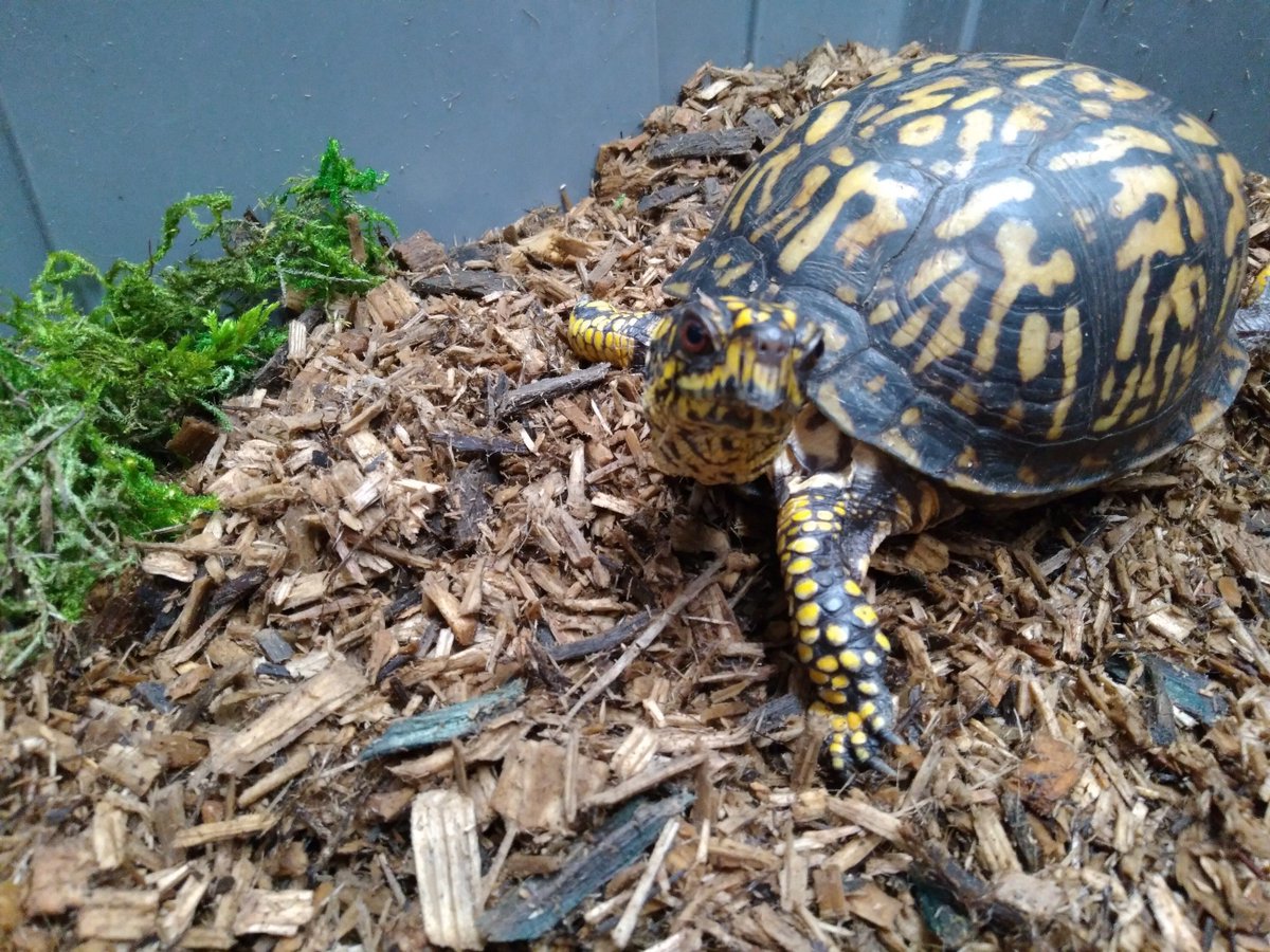 WCSWCD's tweet photo. Hold on to your shells, WCSWCD has welcomed a new education ambassador! This Woodland box turtle is ready to help our ed staff deliver awesome environmental education programs, but we need your help naming him! Vote at https://t.co/LZOeuNIAnL.
#EducationAmbassador #WarrenSWCD https://t.co/YjgIUWfqqT