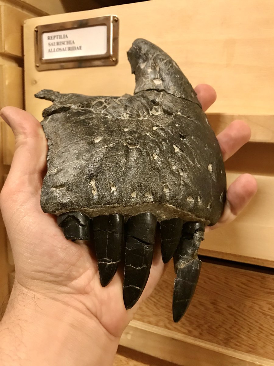 DavidEvans_ROM's tweet image. Happy #NationalFossilDay! Here’s a snout bone (premaxilla) of the famous Jurassic meat-eater Allosaurus with beautifully preserved glossy black teeth, from the ⁦@ROMtoronto⁩ #dinosaur collections.