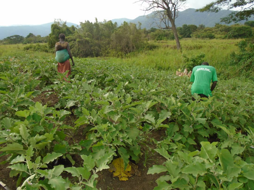 African Revival tweet media