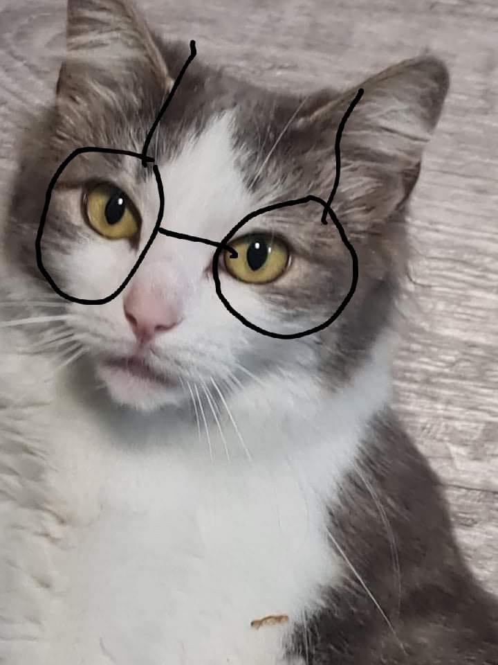 Oakley Kitticat (@oakleykitticat) on Twitter photo 