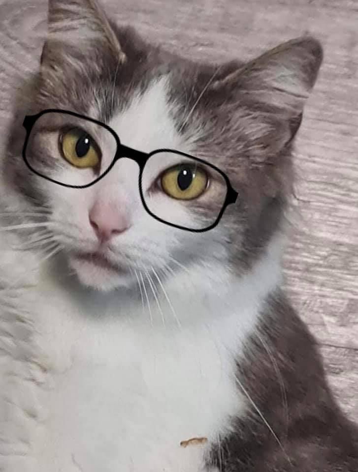 Oakley Kitticat (@oakleykitticat) on Twitter photo 