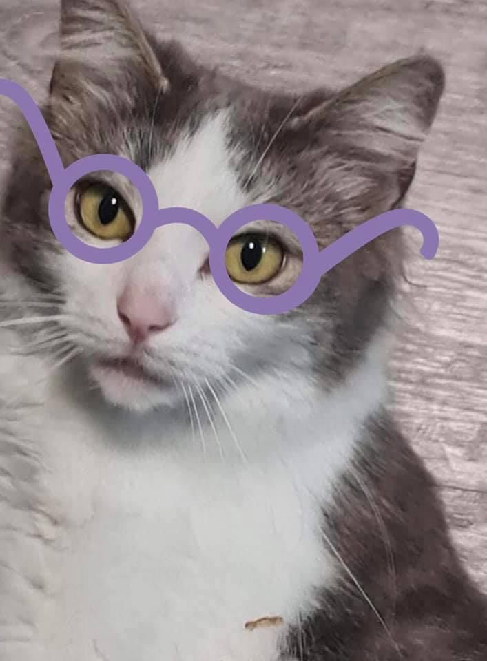 Oakley Kitticat (@oakleykitticat) on Twitter photo 