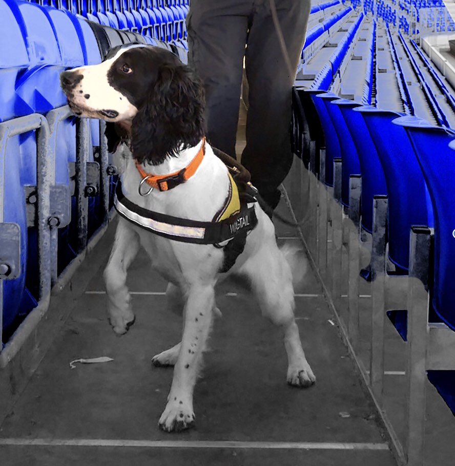 WagtailUK_dogs's tweet photo. Excellent speakers here at the @TheFSOA conference in Stratford. As a leading provider of detection dogs to sports stadiums, we are always keen to keep up to the date and learn from industry experts @SGSA_UK #strongertogether #safestanding #stadiumsecurity #snifferdogs https://t.co/qBDNerK5rR