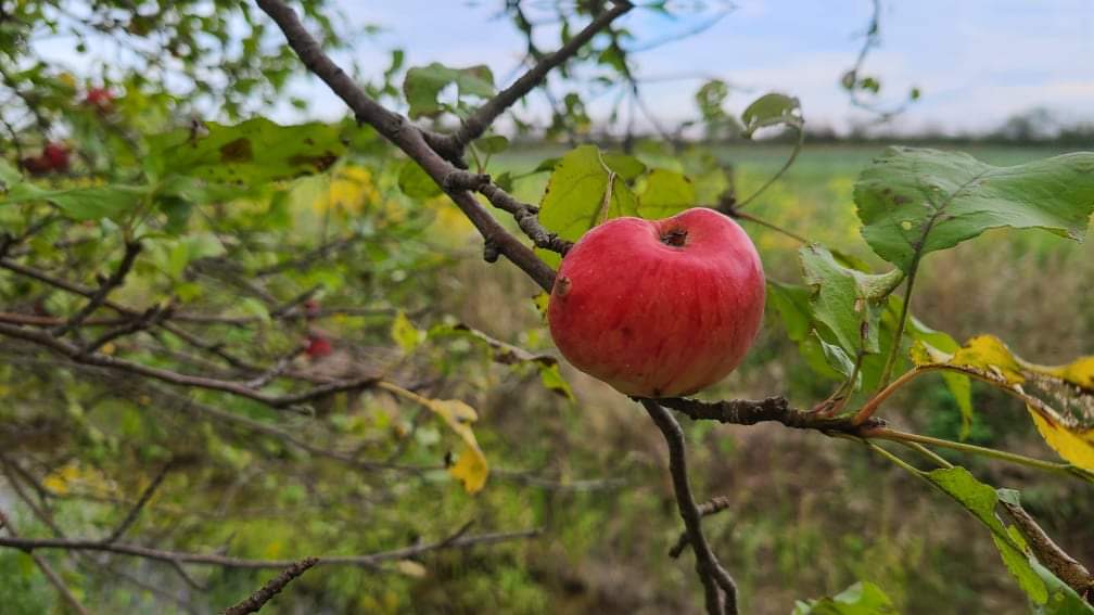 pfenningsfarm's tweet photo. The apples growing wild along the back laneway are blending in well with the fall scenery 🍎. We have no idea what variety they are, but they do make a nice snack!
#Biodiversity #WildApples #UnCultivated #Snacktime #FreshFruit https://t.co/B4fuCpbPx7