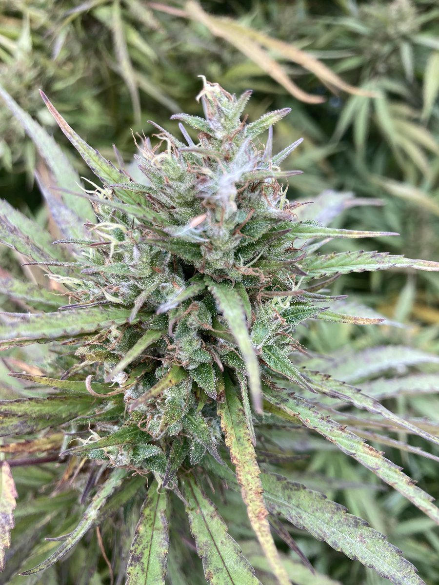 CannaBacana's tweet photo. Good old times. Thanks to the hard work of #BenHolmes and @frontrangebio we have the high CBD #hemp strain #Valerie @ccecornell @Cornell_U_Hemp @Harvest_NY #CannabisScience https://t.co/qXdYsWoAe0