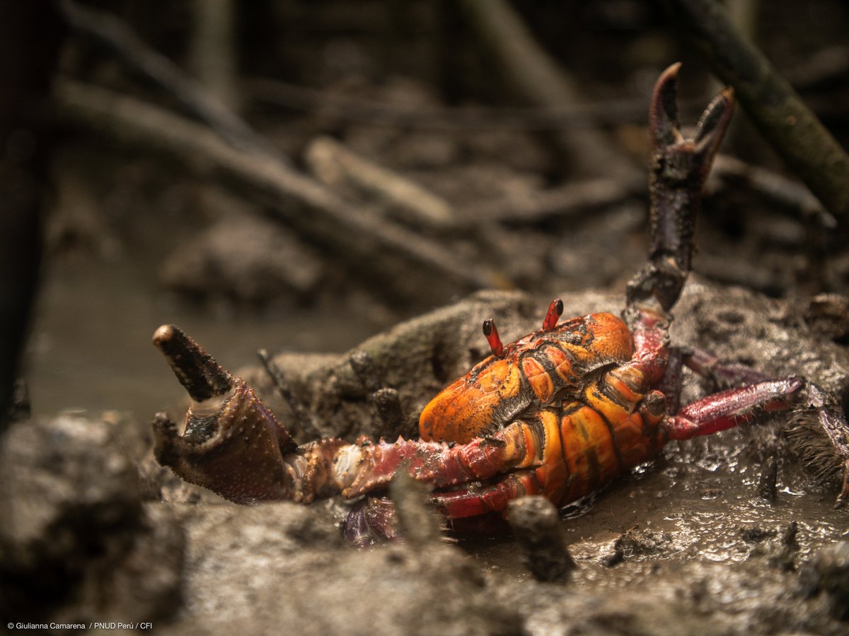 pnud's tweet photo. En Ecuador, la pesca promueve cerca de 25,000 puestos de trabajo. Sin embargo, algunas especies 🦀🐟🦐 se enfrentan a la sobrepesca o sobreexplotación.

Mira cómo la acción colectiva ha cambiado de rumbo al sector hacia una pesca más sostenible: https://t.co/9SOFlMvddk

#COP15 https://t.co/flCVNzetX0