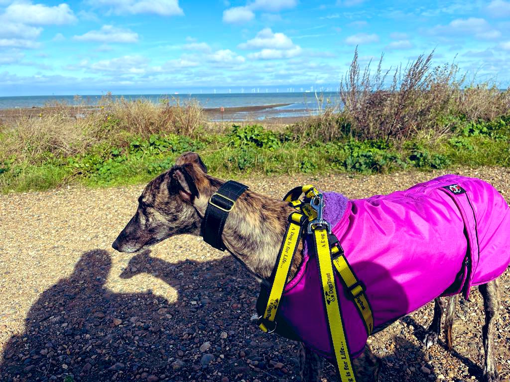First time she has allowed us to walk 10 minutes from our house – big step forward ! #GreyhoundRescue Baby steps needed for a timid lady. <a href="/DogsTrust/">Dogs Trust 💛🐶</a> <a href="/penfoldholes/">Richard</a> <a href="/CaseyCanine/">Casey Canine</a>