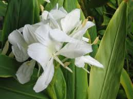 RedEcu's tweet photo. Flor Nacional de Cuba
https://t.co/oRDWR28wAO
#Ecured
#CubaViva
#10añosEcured https://t.co/kxHTUFsFQa