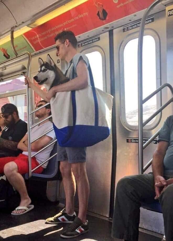 plexaleOK's tweet photo. El Subte de New York restringió el viaje con mascotas solo q la que entren en un bolso
Los neoyorquinos: https://t.co/ps7A4JNo2I