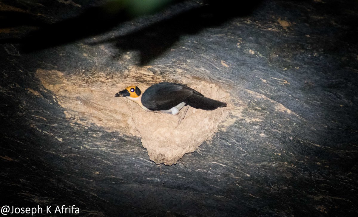 SIR_JOE11's tweet photo. I saw the Grey-necked Rockfowl_Picathartes oreas on
Global Birding day
#BirdsSeenIn2021
#birdsofghana https://t.co/h3ZguYo0sR