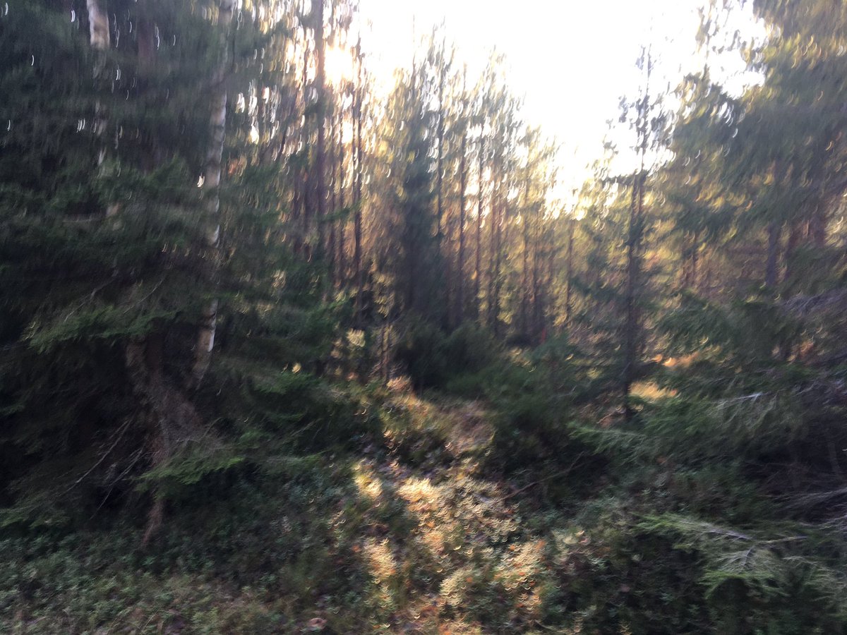 We met up at Svartberget Experimental Park today to select a few marteloscope sites for CCF training and human tree selection behaviour research. Wonderful day!