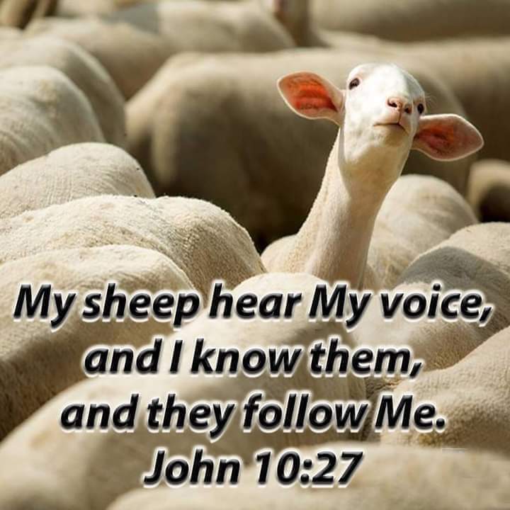 "Christ sheep will not be offended by Christs voice."
—Charles Spurgeon 

“He who has ears to hear, let him hear.” ~Jesus