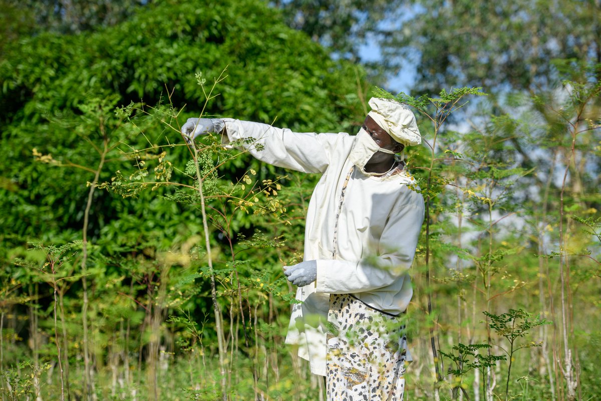GIZ CUSP is collaborating with <a href="/Capitalsolns/">Capital Solutions</a> to conduct a training cycle on social business, entrepreneurship skills &amp; sales marketing for TECOMA's team so that they can continue to improve the organisation’s Moringa Value Chain programme in Soroti District <a href="/EUinUG/">EU in Uganda</a>  <a href="/BMZ_Bund/">Bundesentwicklungsministerium</a>