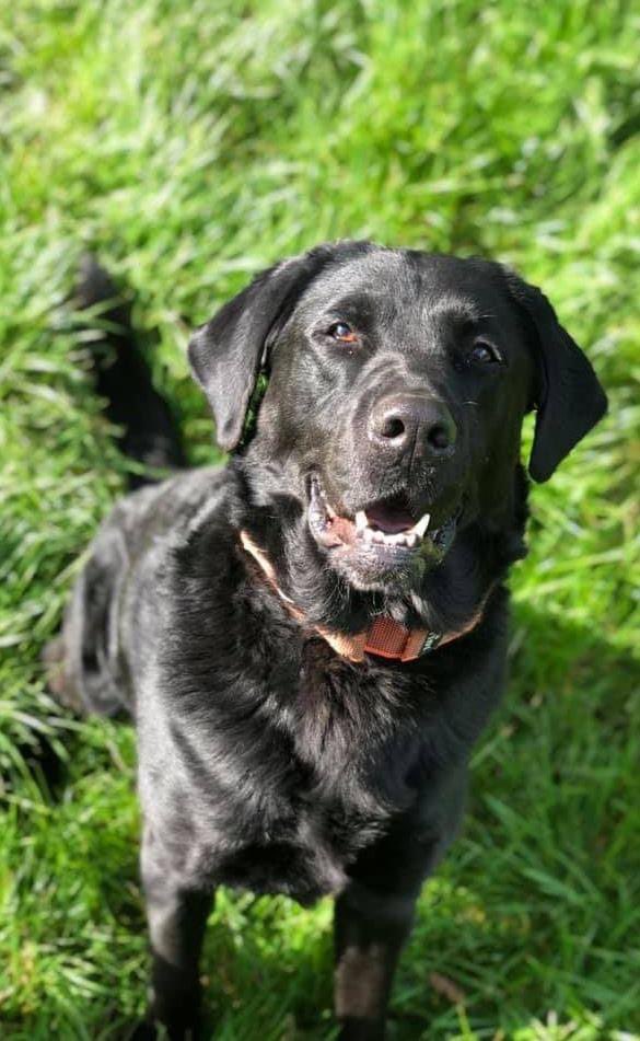 WagtailUK_dogs's tweet photo. Explosives detection dog Big Bob wasn't impressed at being photo bombed by tobacco detection dog Birch 😂 #snifferdogs #detectiondogs #illegaltobacco #operationcece #explosives #EDD #FREDDS #usethebest #labrador #springerspaniel #welshsnifferdogs https://t.co/MVwO1LyS5S