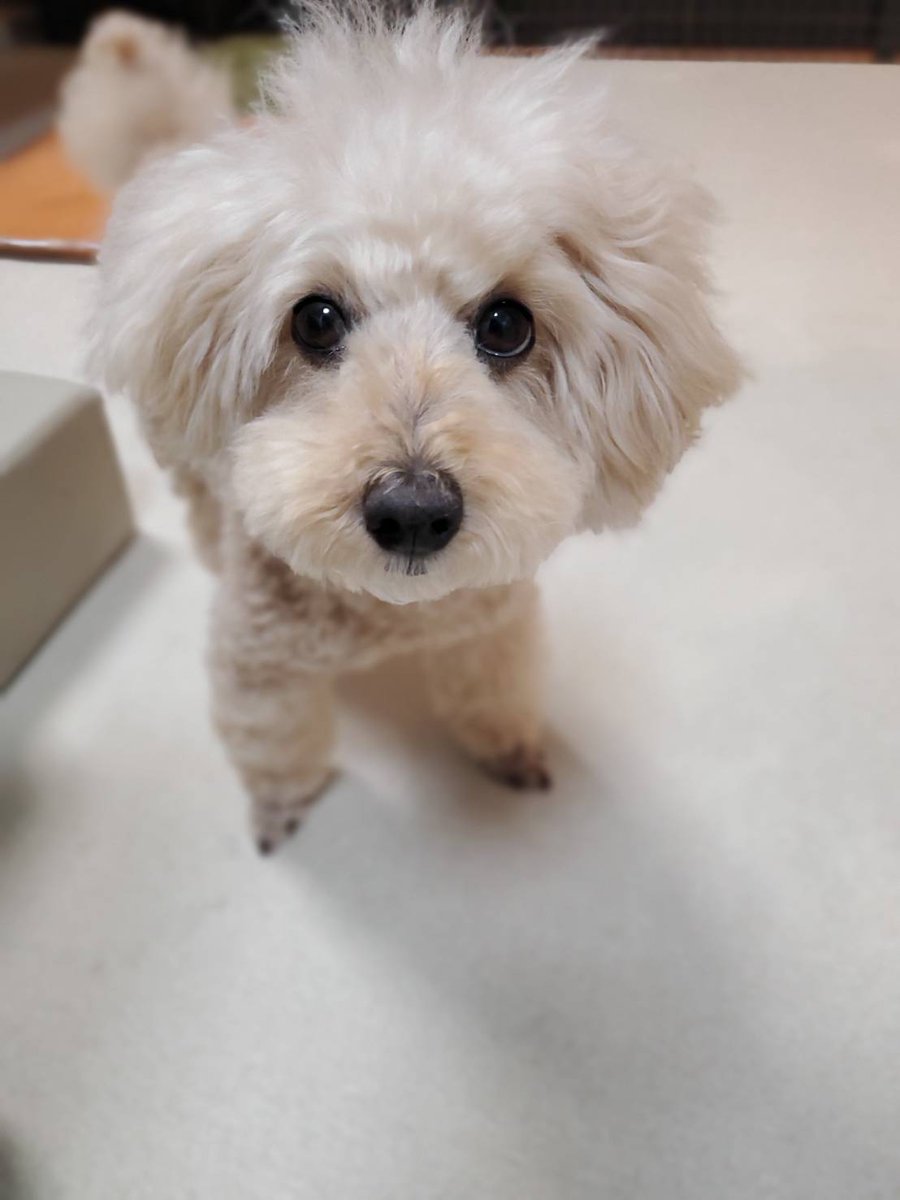 トイプードルのレーズン君