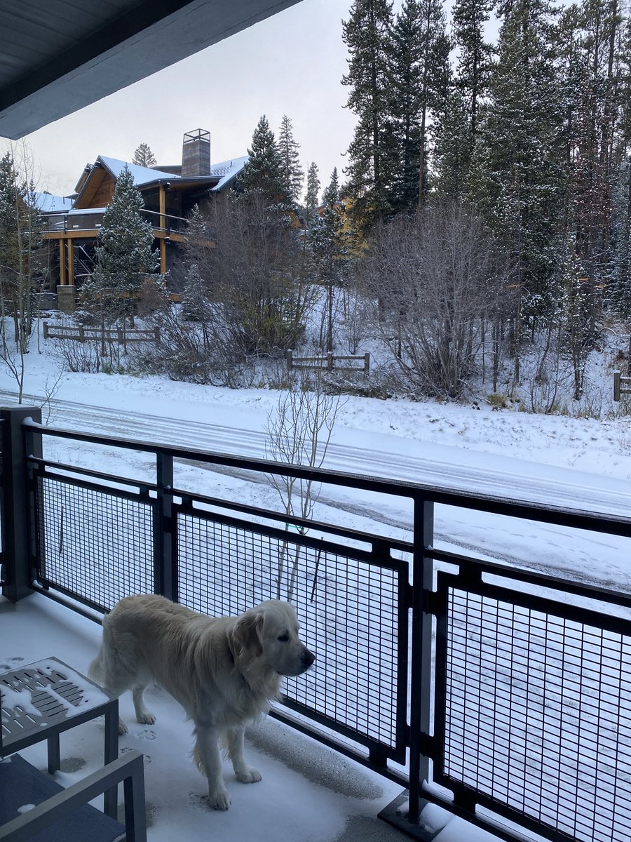 Cody's happy place is in the snow.  Even after a long pre-dawn walk he doesn't want to come in. #highcountry #firstsnow