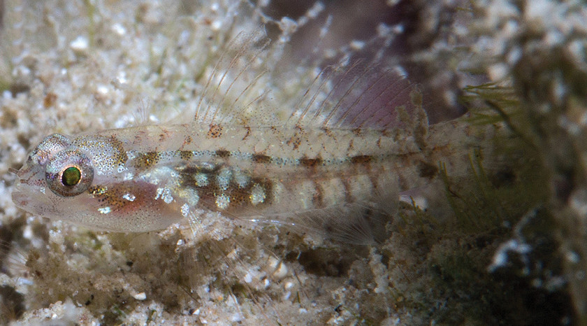 ZooKeys_Journal's tweet photo. In #fish news 🐟📰, four #NewSpecies of dwarf #gobies are described, raising the number of species in the genus #Eviota to 127.

#dwarfgoby #fishes #ichthyology @UW @calacademy @AucklandUni

🔓Study: https://t.co/ikXOLxOhFz https://t.co/VmdIf6LlJn