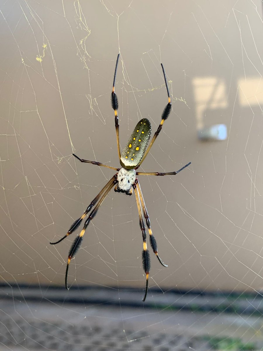 maxtopel's tweet photo. Podran indicarme su clasificacion ?, construyo su casa en una ventana donde vive mi hijo en CostaricaBuenaaas. Vean esta araña que hizo su casa aquí afuera de nosotros https://t.co/nfHg0X9FxQ