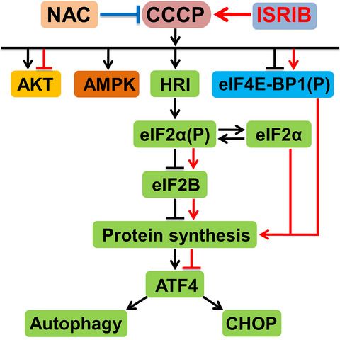 FEBSJournal's tweet photo. CCCP-induced mitochondrial dysfunction – characterization and analysis of integrated stress response to cellular signaling and homeostasis
🔗https://t.co/lT1hfoyiPS
✒️By Kolluru Ramaiah and colleagues @HydUniv
#AKT #AMPK #eIF4EBP1 #ISRIB #mitochondrialdysfunction #UPR https://t.co/OdRJWnCOg9
