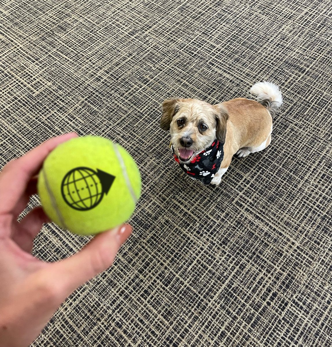 TrancoLogistics's tweet photo. It's #WinstonWednesday! Winston is ready to play a few rounds of fetch with our marketing team. 
#officedog #logisticscompany https://t.co/S4L0yqIA6b